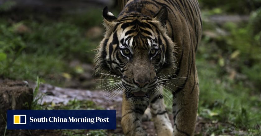 1 tewas dalam dugaan serangan harimau Indonesia, perburuan sedang berlangsung